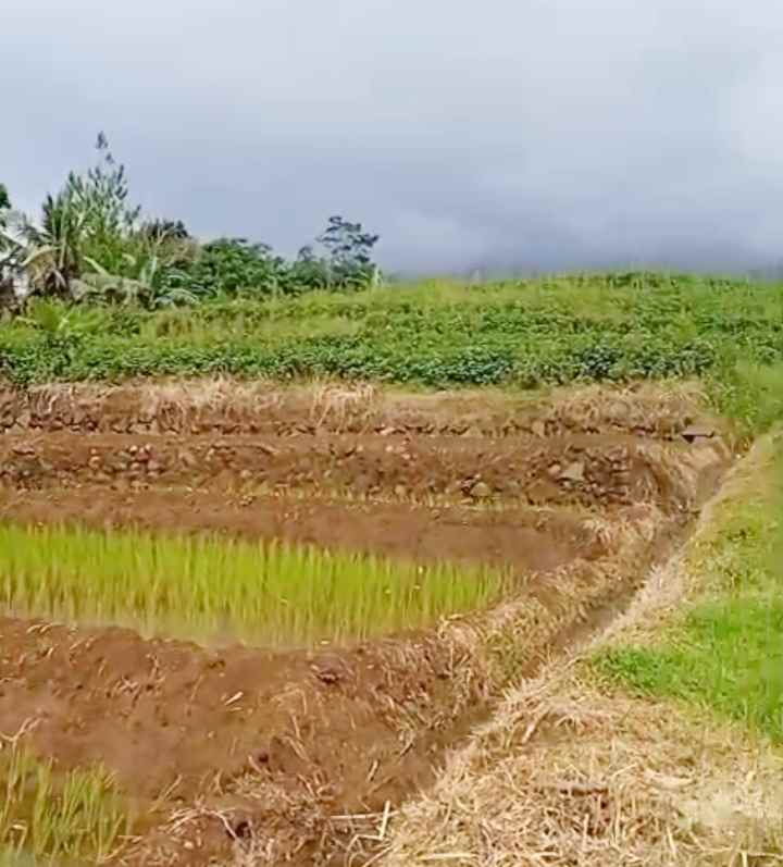 dijual tanah sawah produktif