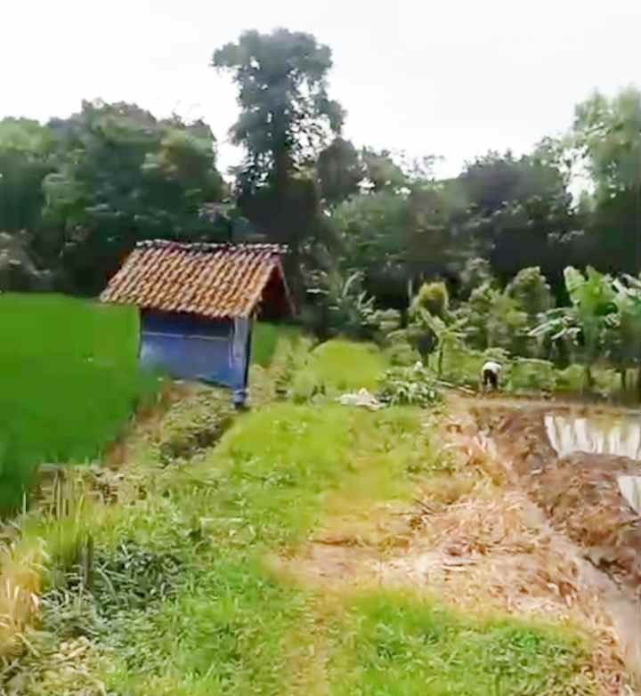 dijual tanah sawah produktif