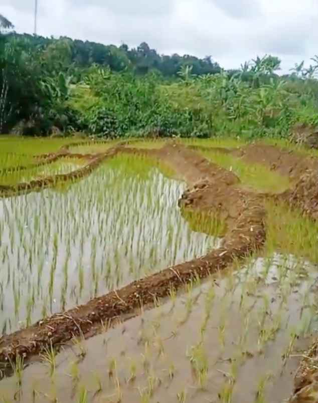 dijual tanah sawah produktif