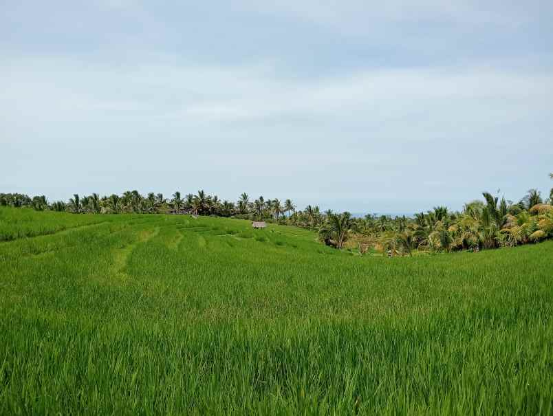 disewakan tanah desa angkah kec selemadeg