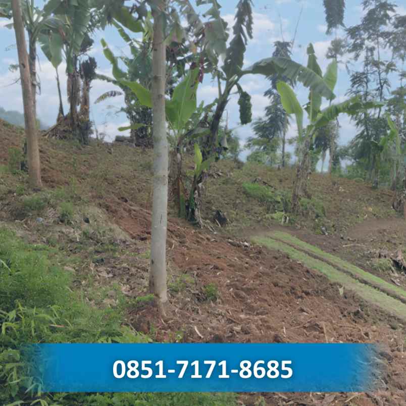 jual kebun durian musangking di bogor