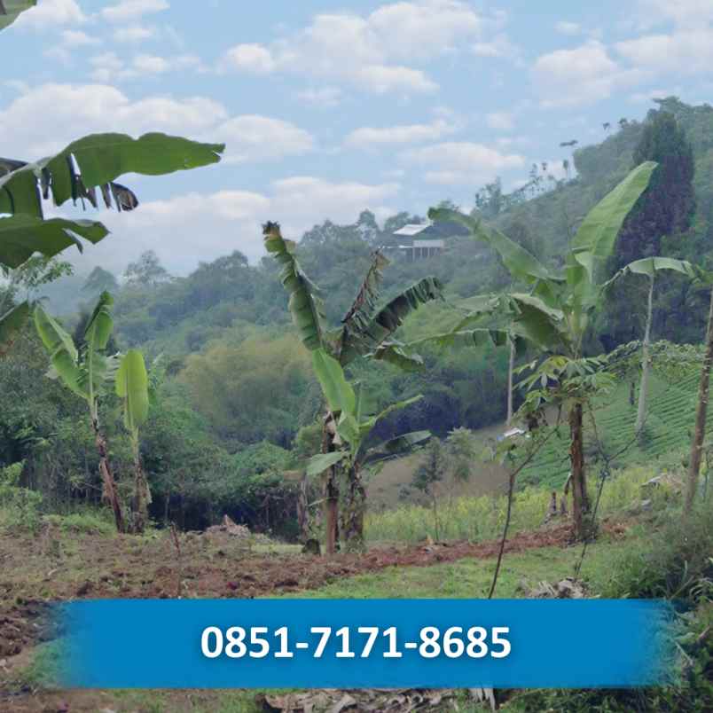 jual kebun durian musangking di bogor