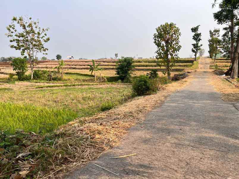 jual sawah 845m 225 juta kedawung sragen