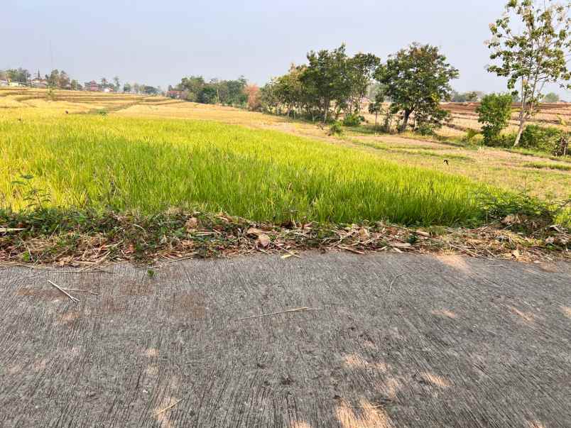 jual sawah 845m 225 juta kedawung sragen