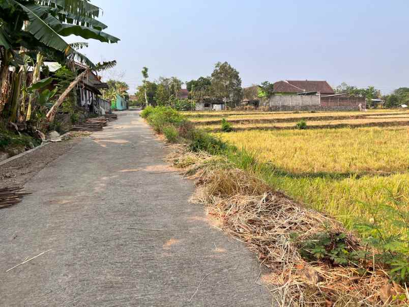 jual sawah 845m 225 juta kedawung sragen