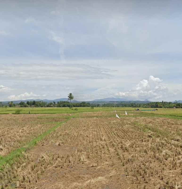 jual sawah aktif murah
