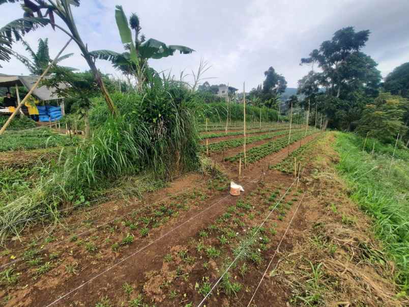 jual tanah di jalan sukadami lembang