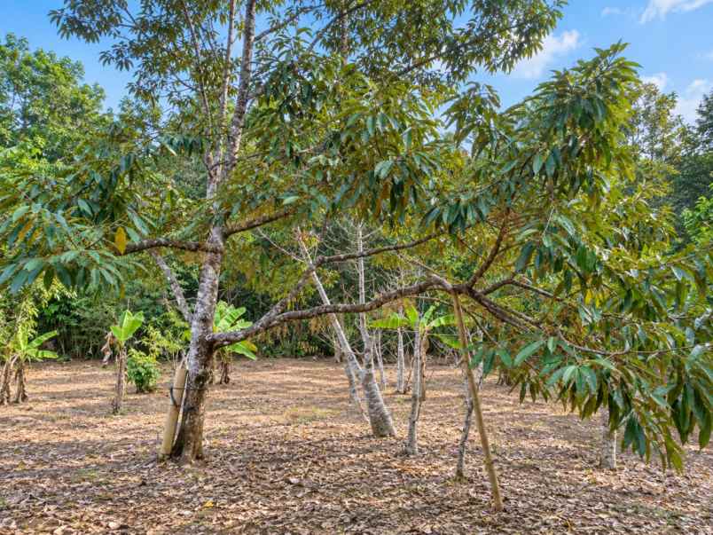kebun durian produktif di bojong pandeglang banten
