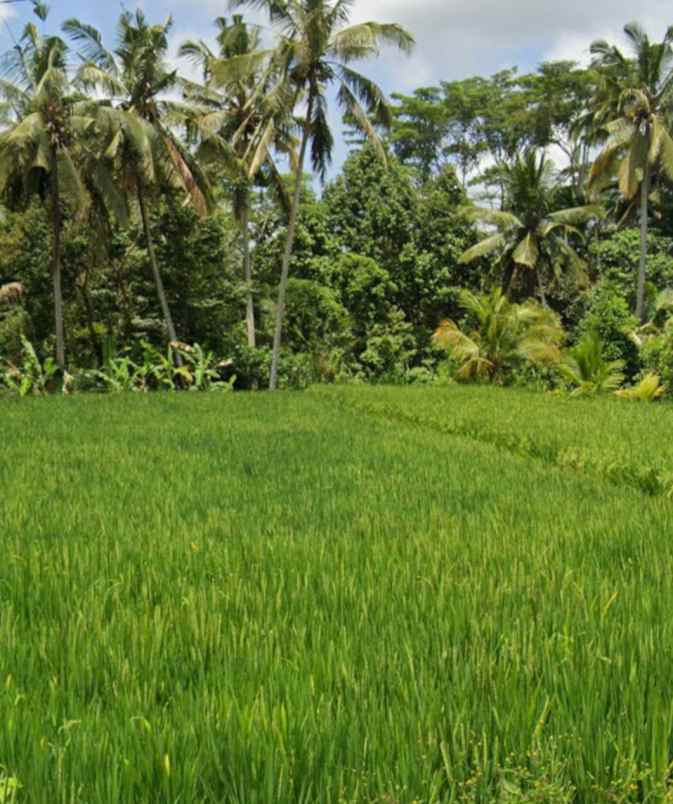 land for leasehold in main road tirta tawar ubud bali