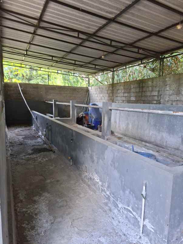 rumah produksi pengolahan susu sapi