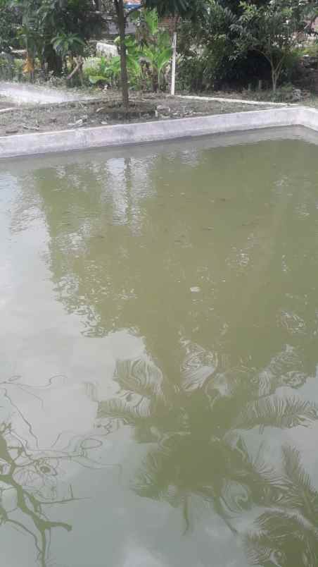 tanah dan kolam ikan aktiv