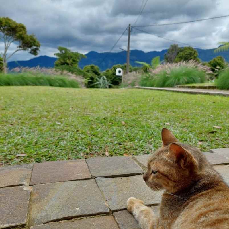 tanah kavling shm view mempesona di cisarua