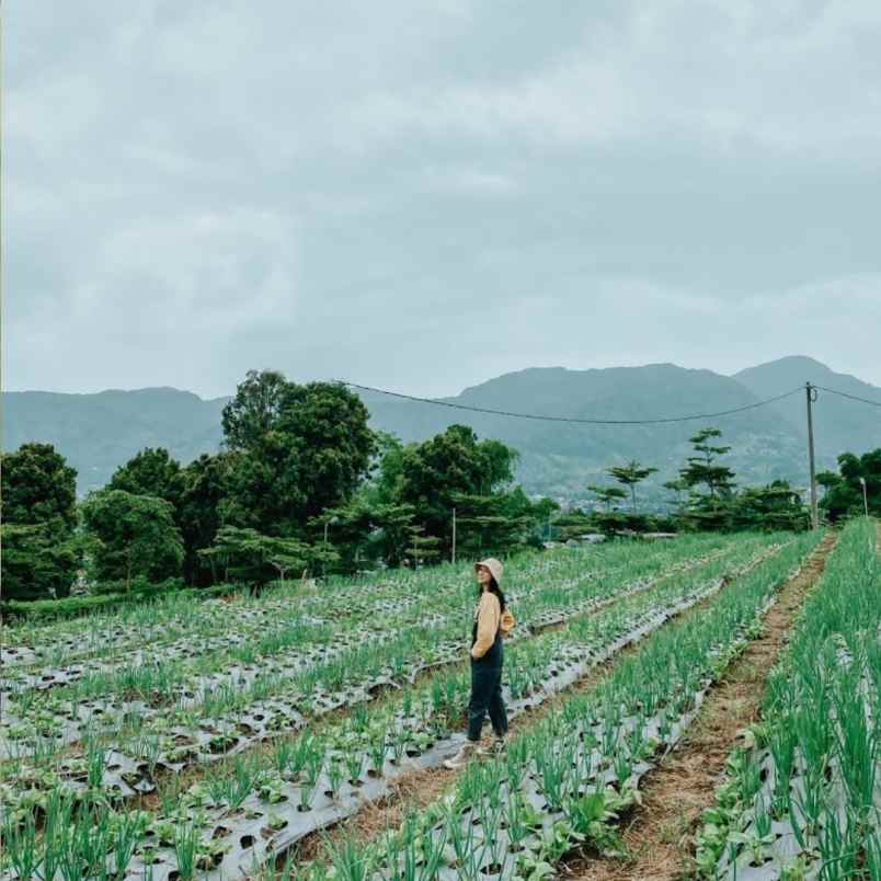 tanah kavling shm view mempesona di cisarua