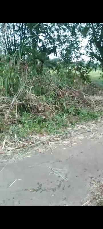 tanah kebun rata pinggir jln desa