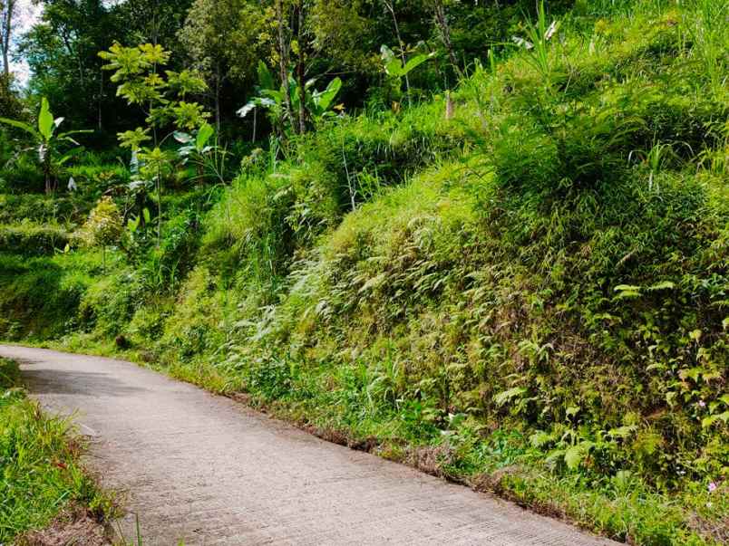 tanah kemuning ngargoyoso