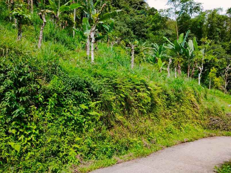 tanah kemuning ngargoyoso