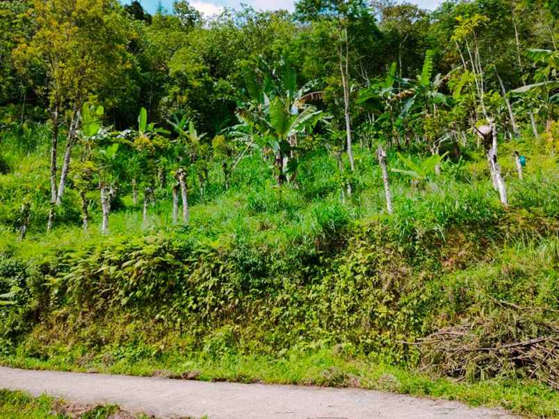 tanah kemuning ngargoyoso