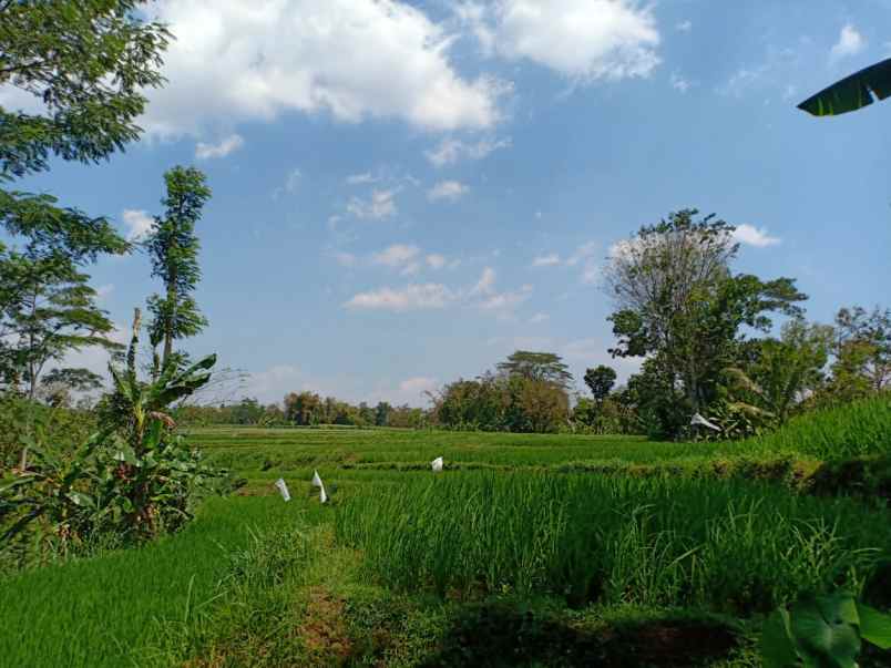 tanah kerjo karanganyar