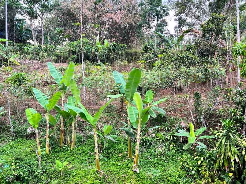 tanah pekarangan 2452m ngargoyoso karanganyar