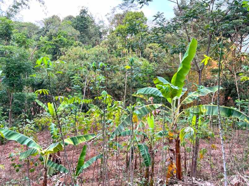 tanah pekarangan 2452m ngargoyoso karanganyar