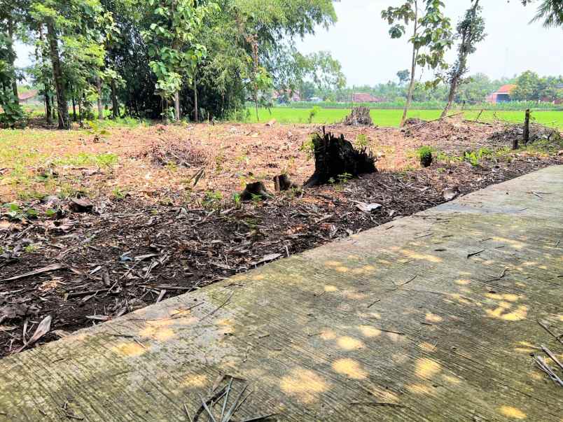 tanah super datar 160 juta kedawung sragen