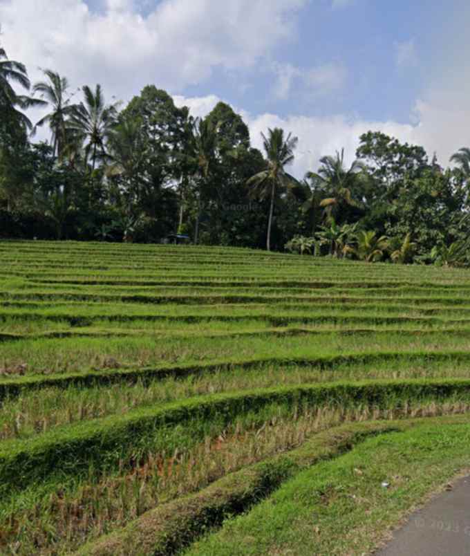 tanah view sawah dan laut di megati tabanan bali