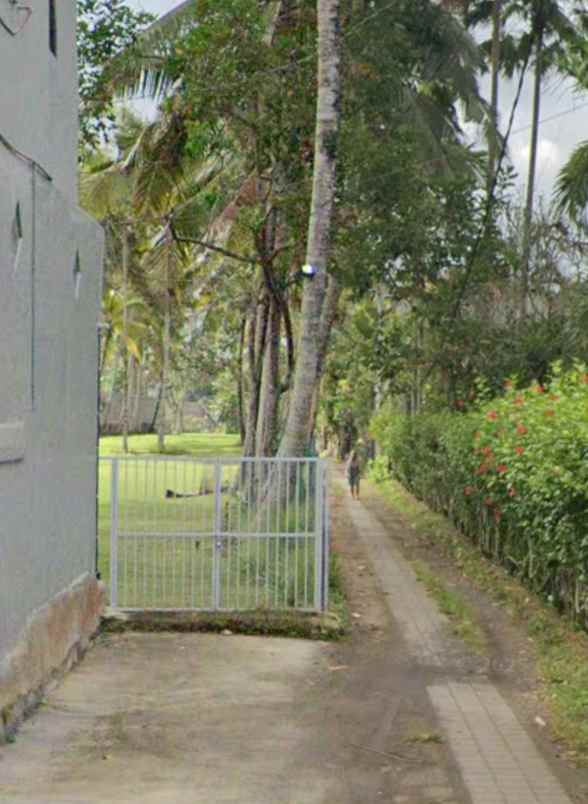 tanah yellow zone di kedewatan ubud bali