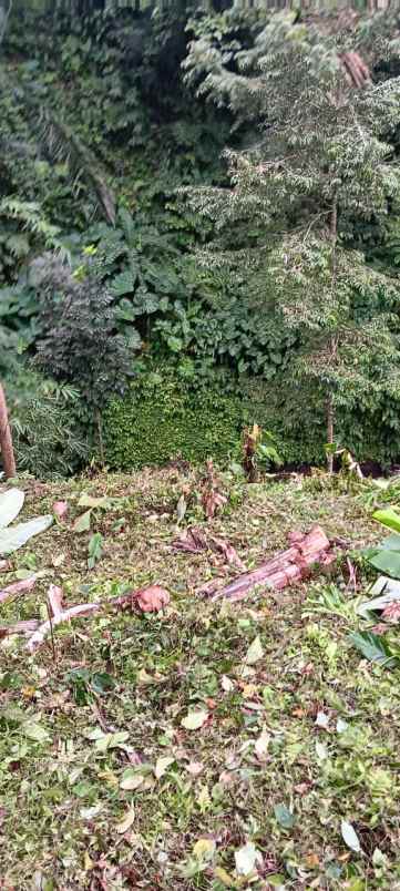 tanah yellow zone di keliki dekat ubud bali
