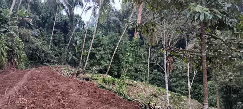 tanah yellow zone di keliki dekat ubud bali