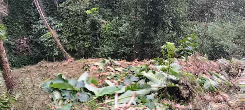 tanah yellow zone di keliki dekat ubud bali