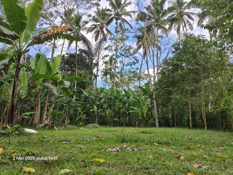 tanah zona kuning non lsd di tegallalang gianyar bali