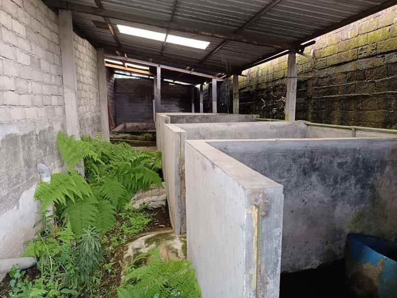 dijual kandang babi 1 2ha ijin aktif salatiga 15m nego