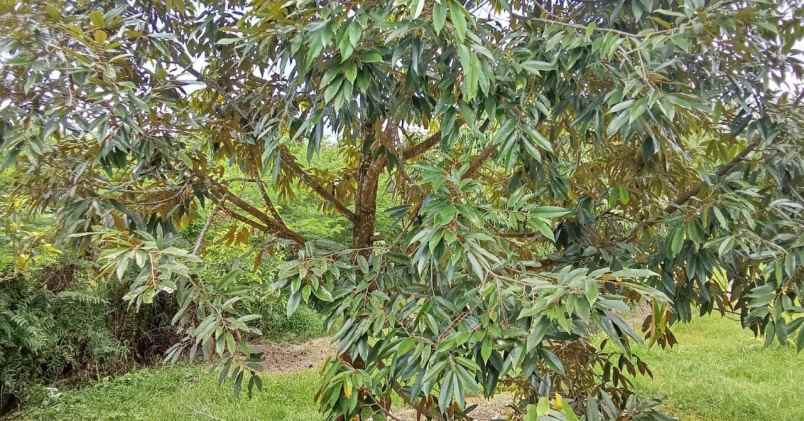 dijual kebun durian produktif di selemadeg barat