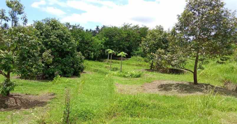 dijual kebun durian produktif di selemadeg barat