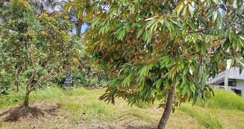 dijual kebun durian produktif di selemadeg barat