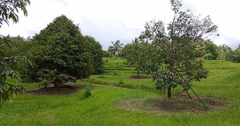 dijual kebun durian produktif di selemadeg barat