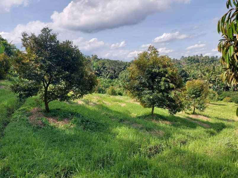 dijual kebun durian produktif di selemadeg barat