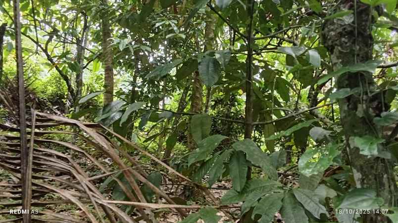 dijual lahan dengan view lembah dan bukit yang indah