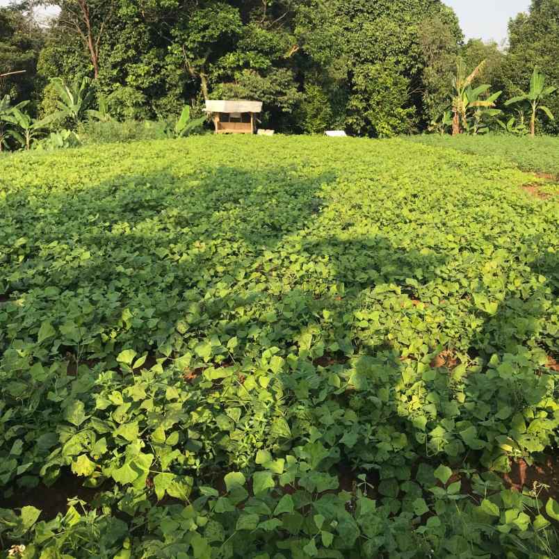 dijual murah di bawah njop tanah dramaga bogor