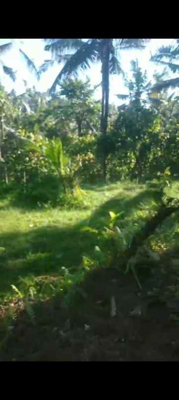 dijual tanah banjar dinas munduk desa