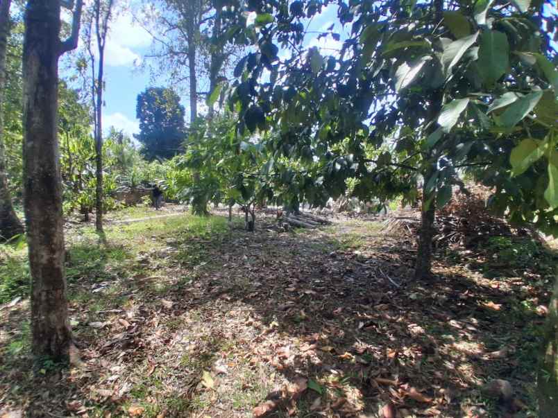 dijual tanah berlokasi di lumbung lokasi strategis