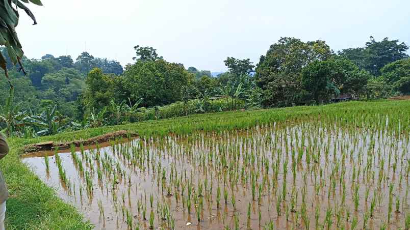 dijual tanah cipicung cijeruk kab bogor
