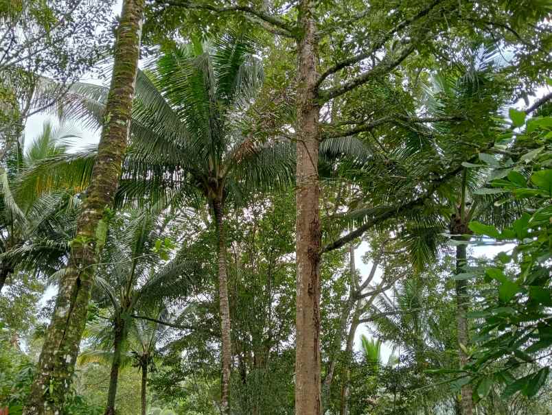 dijual tanah desa angkah kec selemadeg