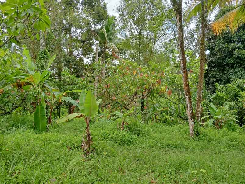 dijual tanah desa angkah kec selemadeg