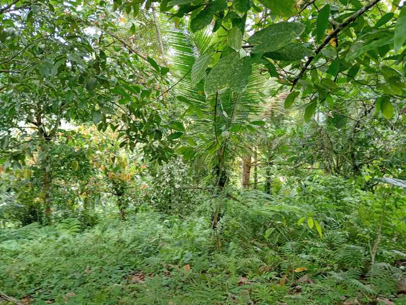 dijual tanah desa angkah kec selemadeg