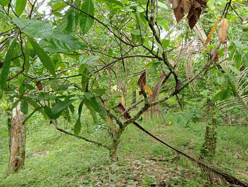 dijual tanah desa angkah kec selemadeg