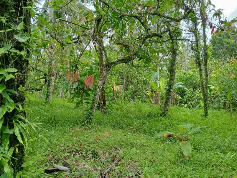 dijual tanah desa angkah kec selemadeg