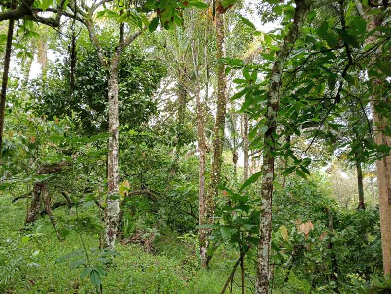 dijual tanah desa angkah kec selemadeg