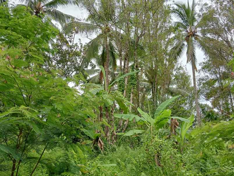 dijual tanah desa angkah kec selemadeg