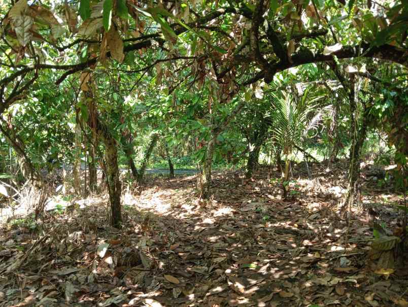 dijual tanah desa angkah selemadeg